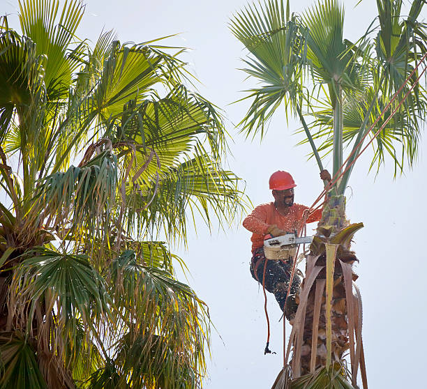 Emergency Storm Tree Removal in Lake Elmo, MN